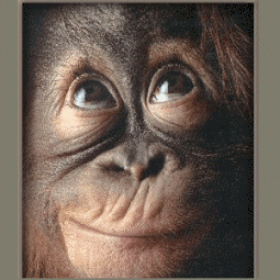 Moving-animated-picture-of-monkey-smile
